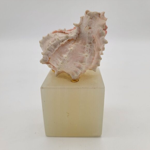 Murex Shell Mounted on Onyx Cube - Picture 1 of 8